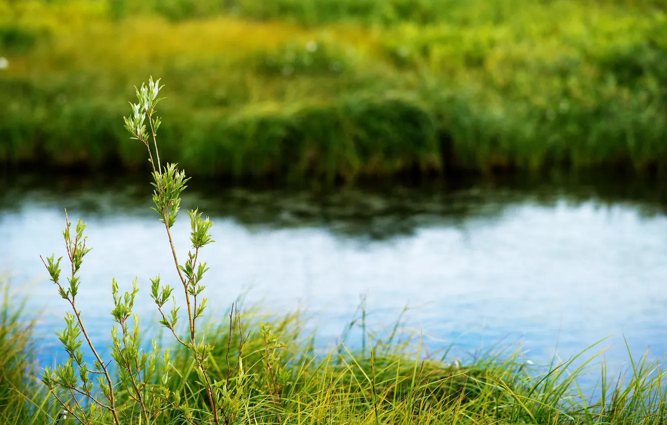 Photo wallpaper summer, grass, lake, tundra