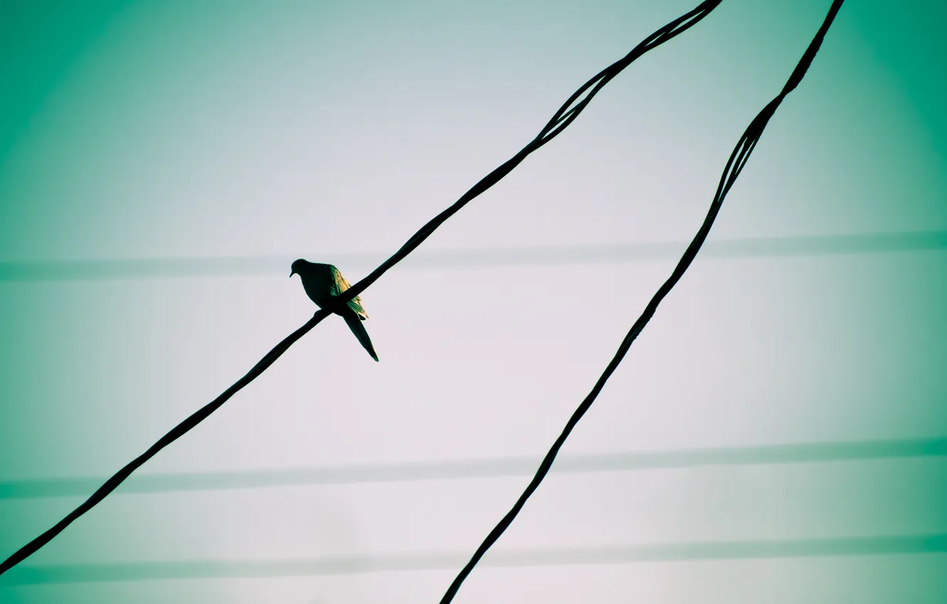 Photo wallpaper wire, bird
