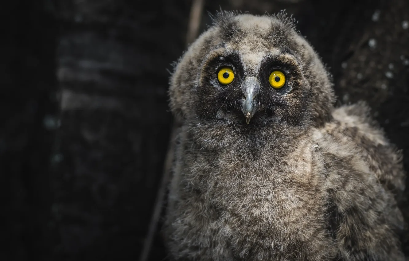 Photo wallpaper look, owlet, * long-eared owl