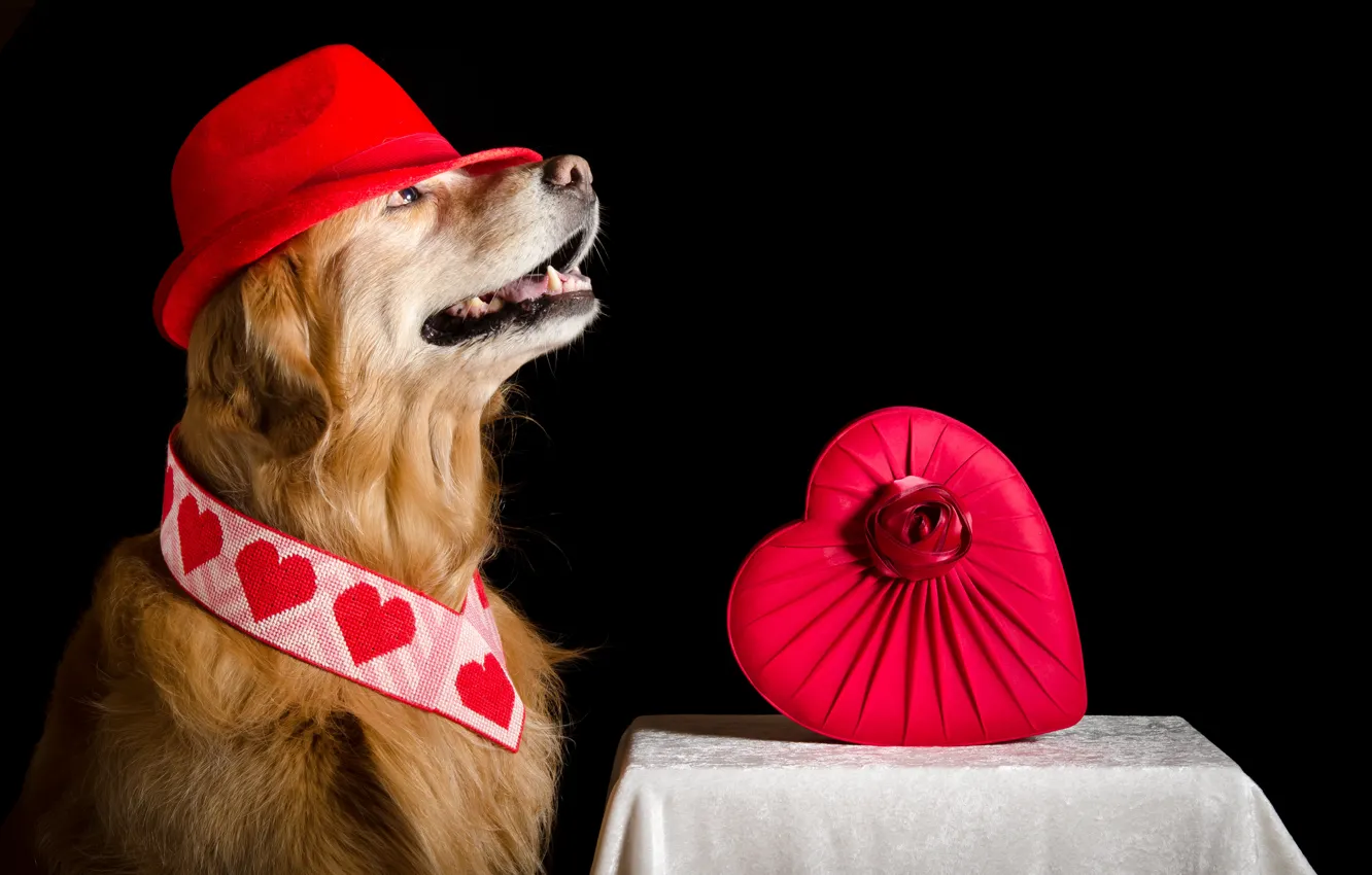 Photo wallpaper background, heart, dog, hat