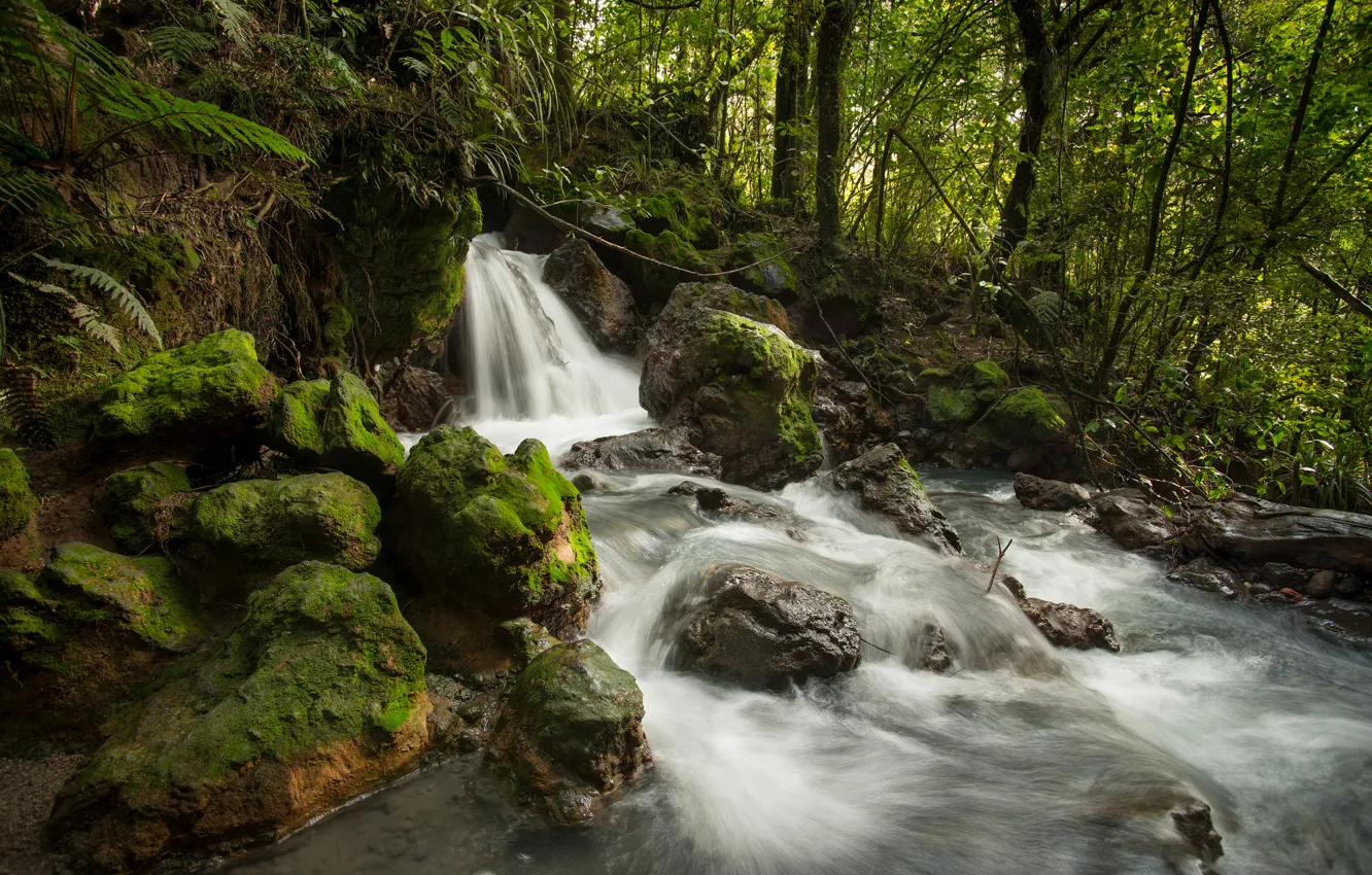 Photo wallpaper forest, stream, stones, waterfall, stream, New Zealand, river, New Zealand