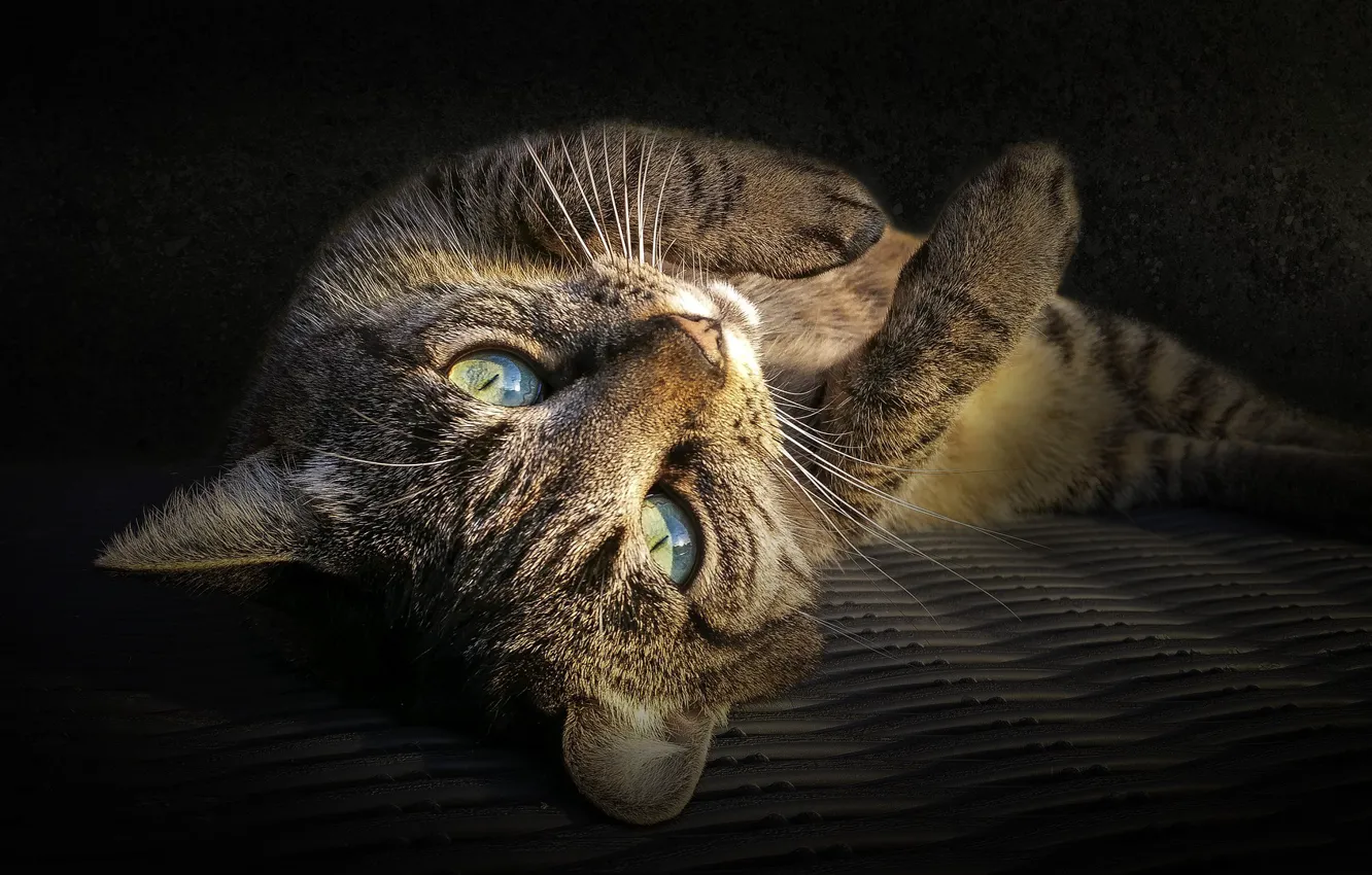 Photo wallpaper cat, look, lies