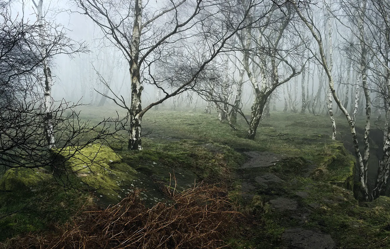 Photo wallpaper forest, trees, fog