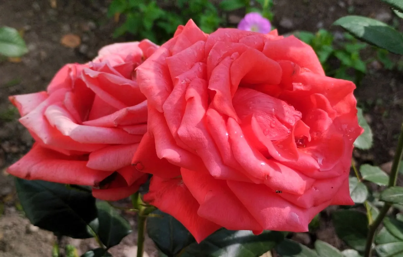 Photo wallpaper summer, roses, pink, closeup