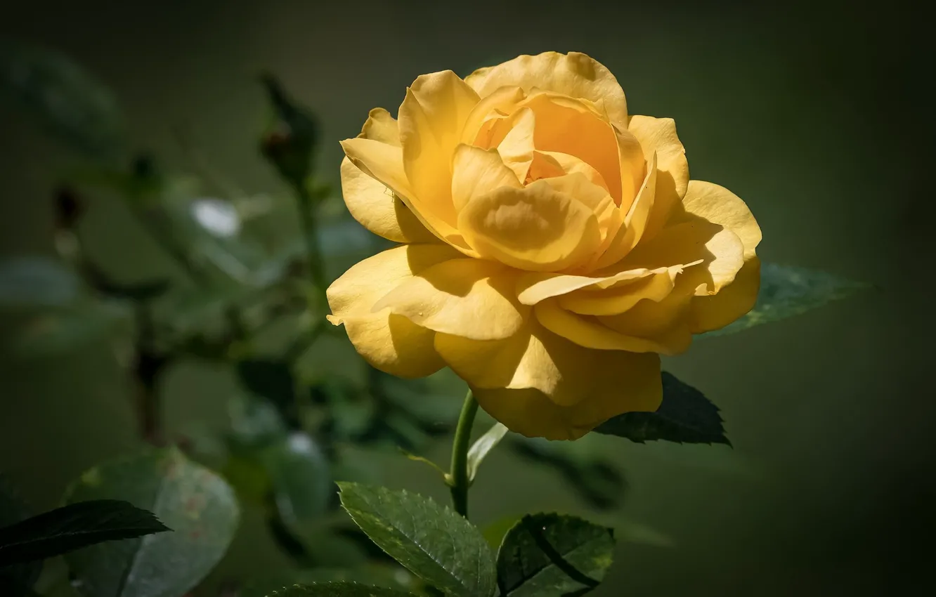 Photo wallpaper summer, background, roses, yellow rose