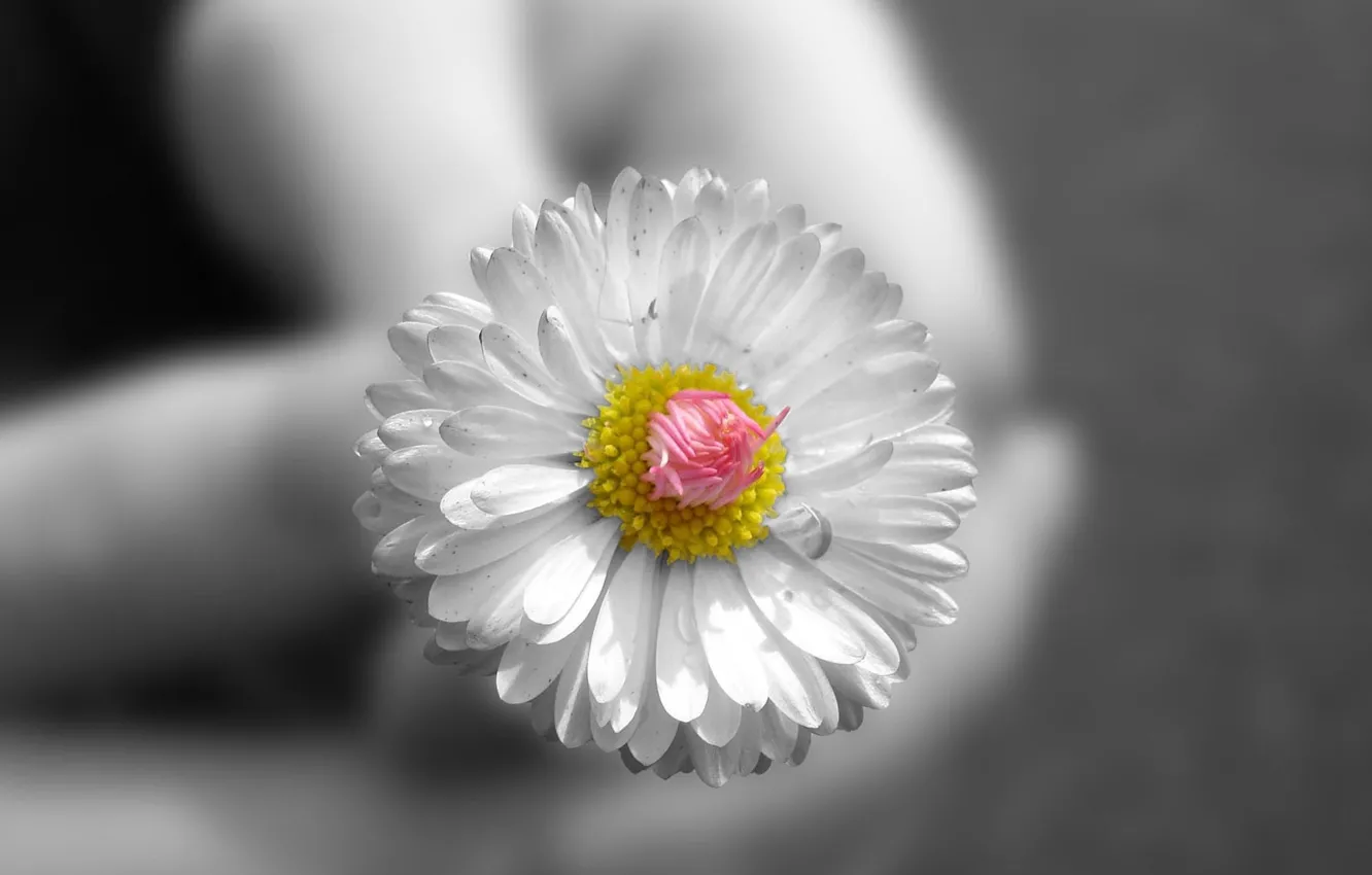 Photo wallpaper Daisy, Hands, h\b