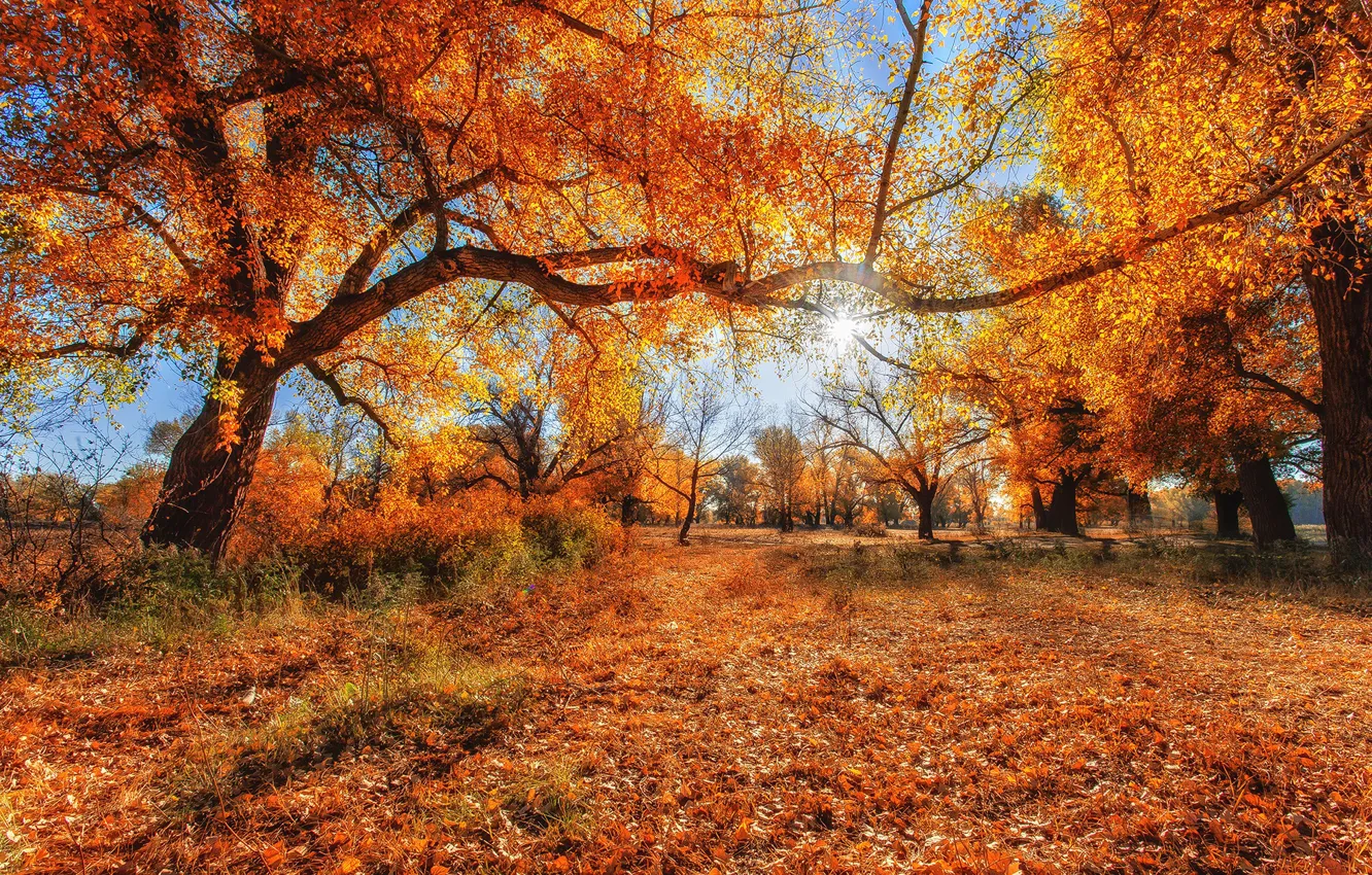 Photo wallpaper autumn, the sun, trees, foliage, Sahaidak Paul