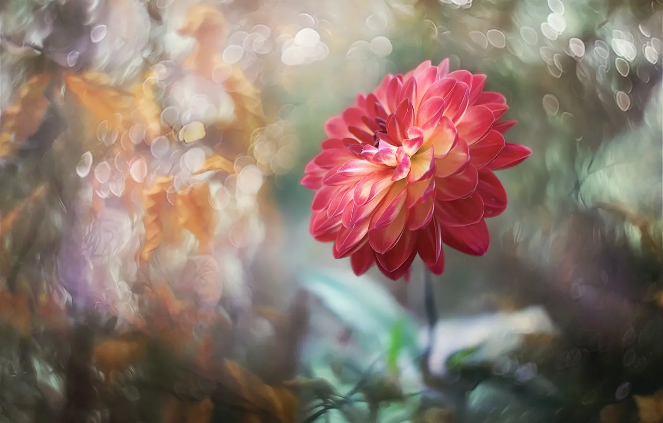 Photo wallpaper flowers, orange, blur, salmon, dahlias, art processing