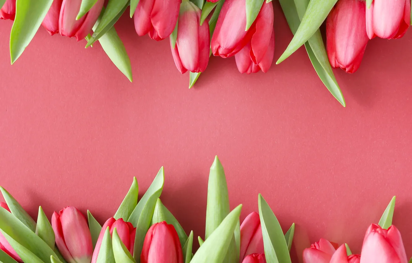 Photo wallpaper flowers, pink, tulips