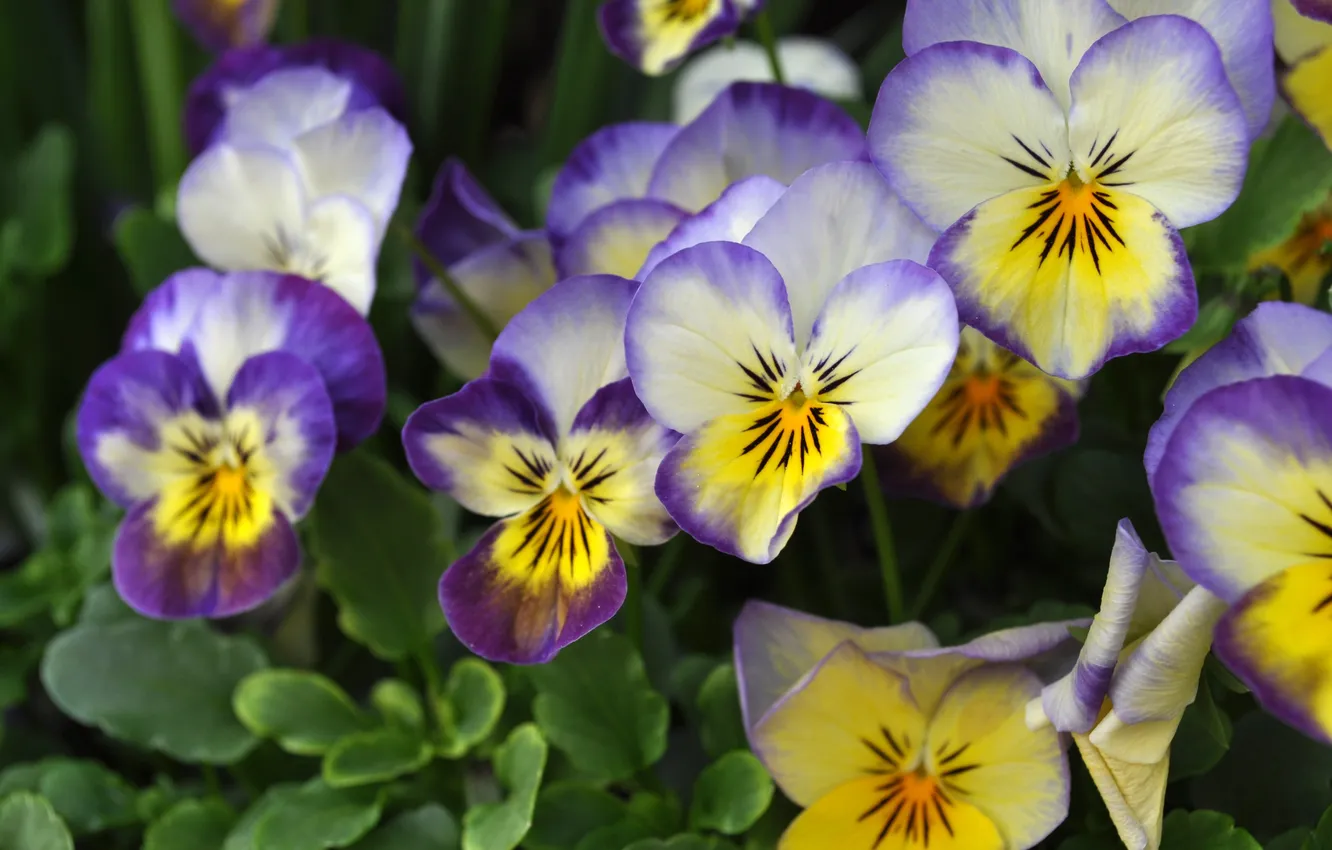 Photo wallpaper flowers, yellow, spring, Pansy, viola, two-tone, lilac with yellow