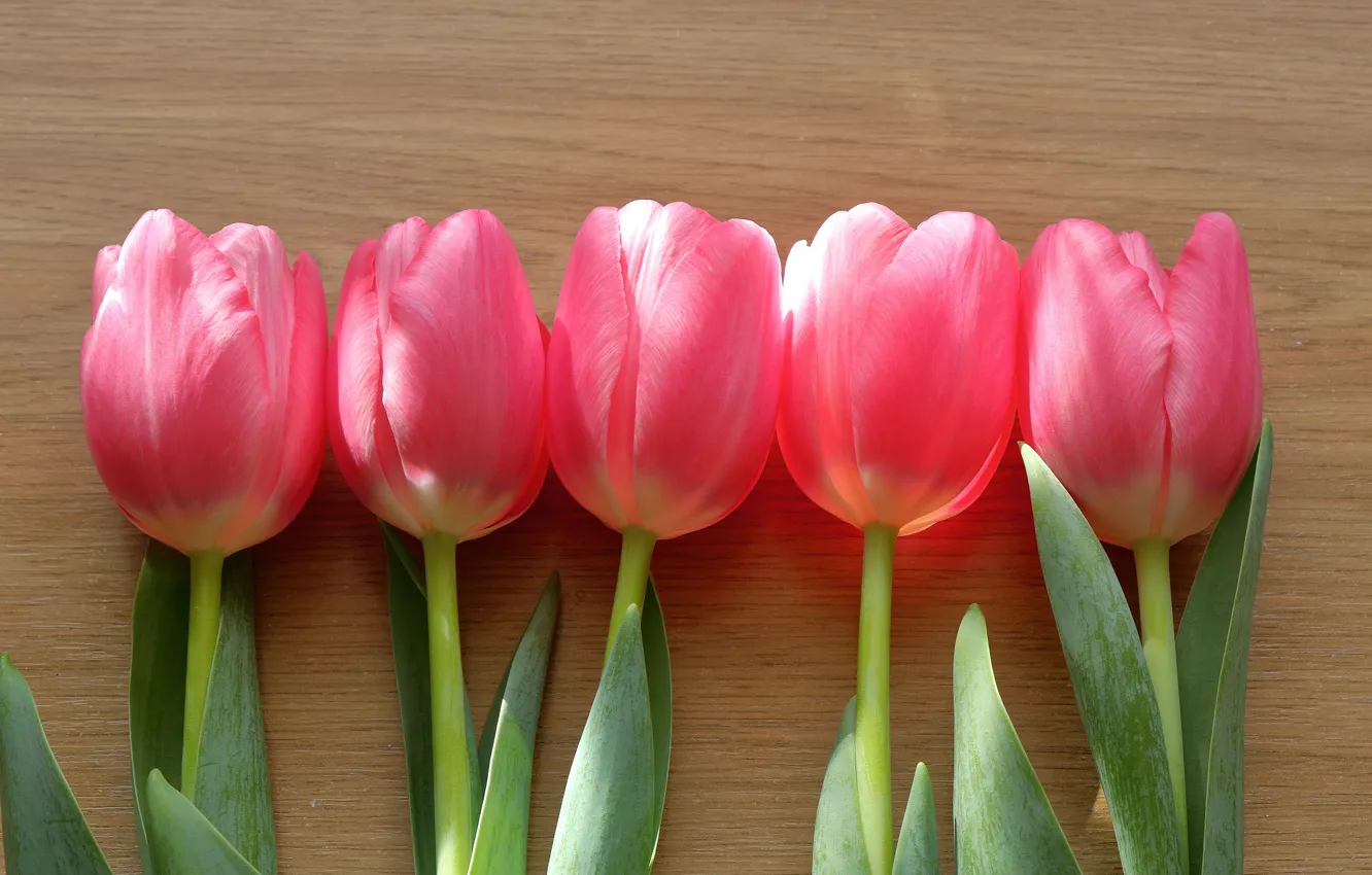 Photo wallpaper flowers, background, Board, bouquet, spring, tulips, pink, buds