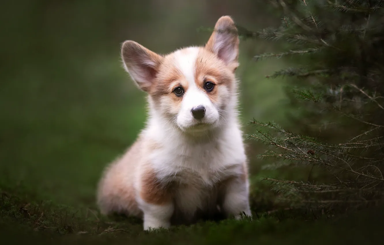 Photo wallpaper look, branches, dog, puppy, Welsh Corgi