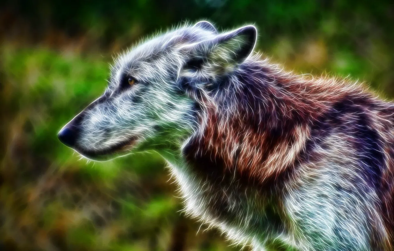 Photo wallpaper fire, art, animal, wolf