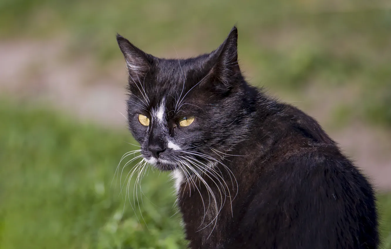 Photo wallpaper cat, look, background, animal