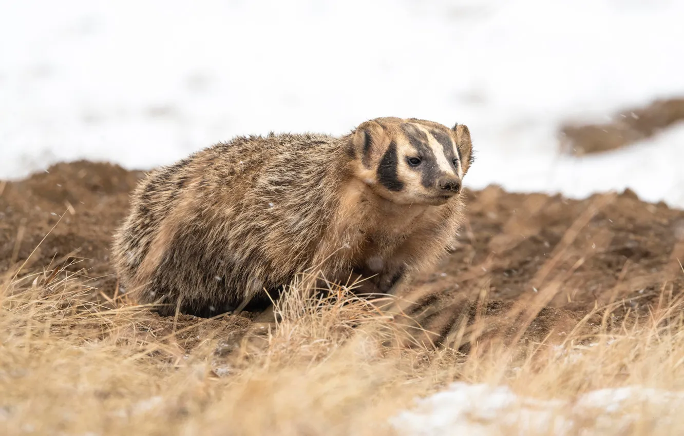 Photo wallpaper winter, snow, earth, snowfall, American, dry grass, badger
