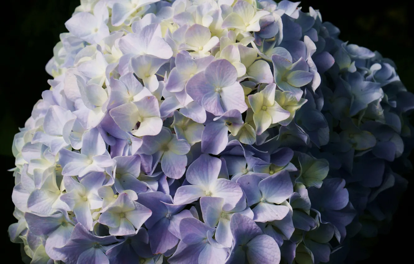 Photo wallpaper flowers, blue, hat, hydrangea, inflorescence