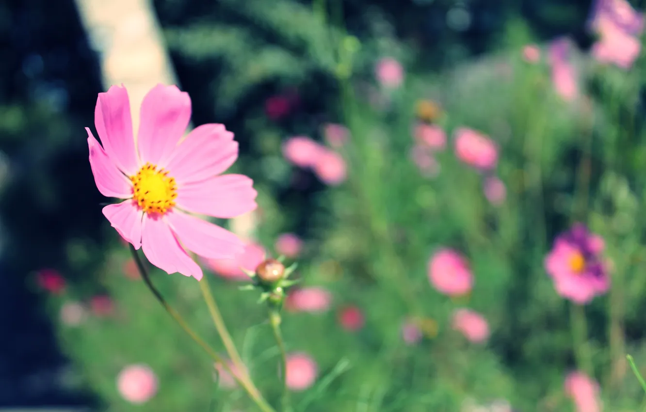 Photo wallpaper flowers, nature, Park