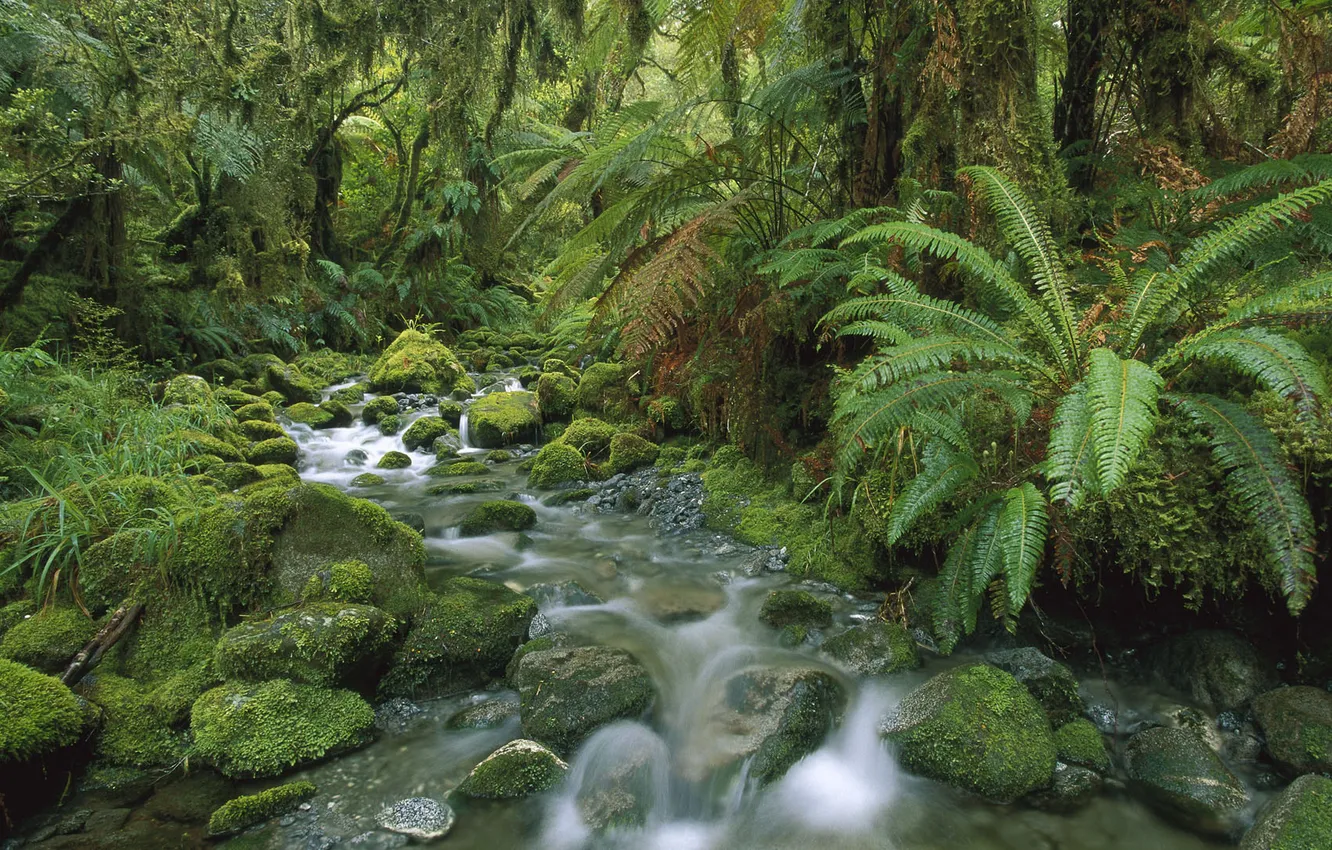 Photo wallpaper forest, river, stones, moss, New Zealand, ferns