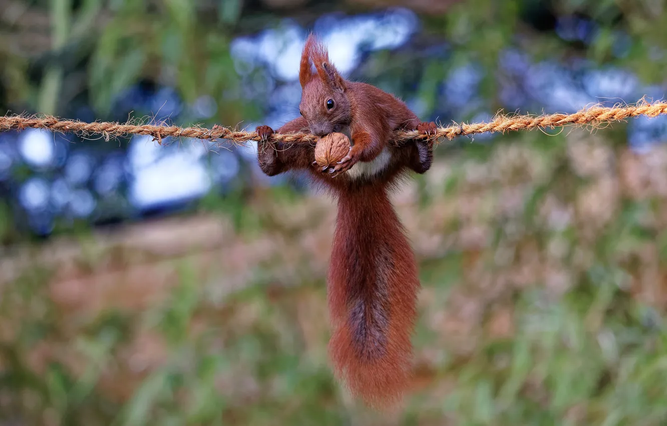 Photo wallpaper nature, pose, the game, legs, protein, rope, tail, nuts