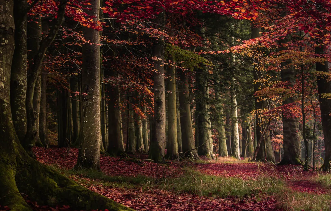 Photo wallpaper light, grass, trees, view, morning, moss, Enchanted