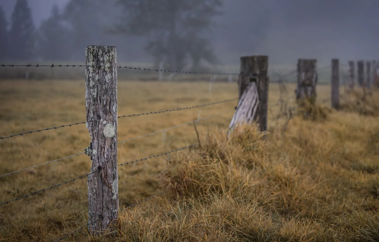 Photo wallpaper grass, trees, field, wood, fog, fence, wire, countryside