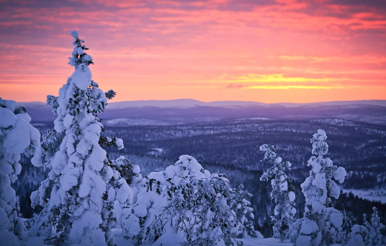 Photo wallpaper winter, forest, the sky, snow, sunset, Finland, Lapland, January