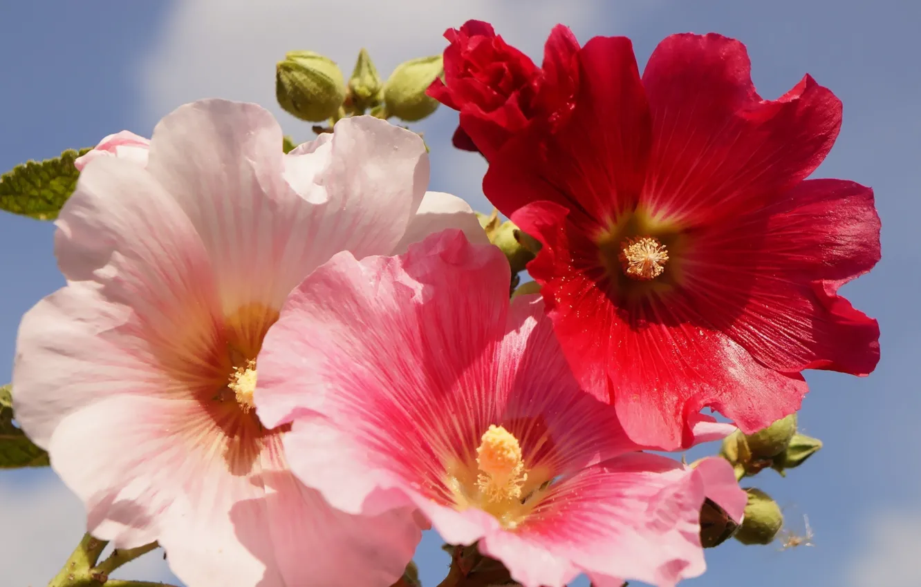 Photo wallpaper flower, garden, blooming, hollyhocks