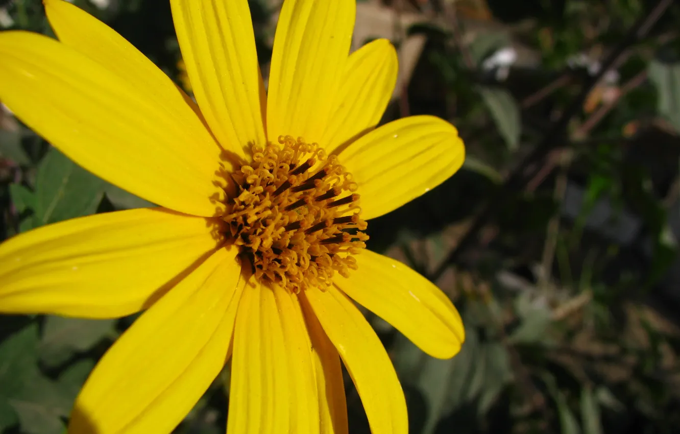 Photo wallpaper flower, ellow, Zard, GOAL