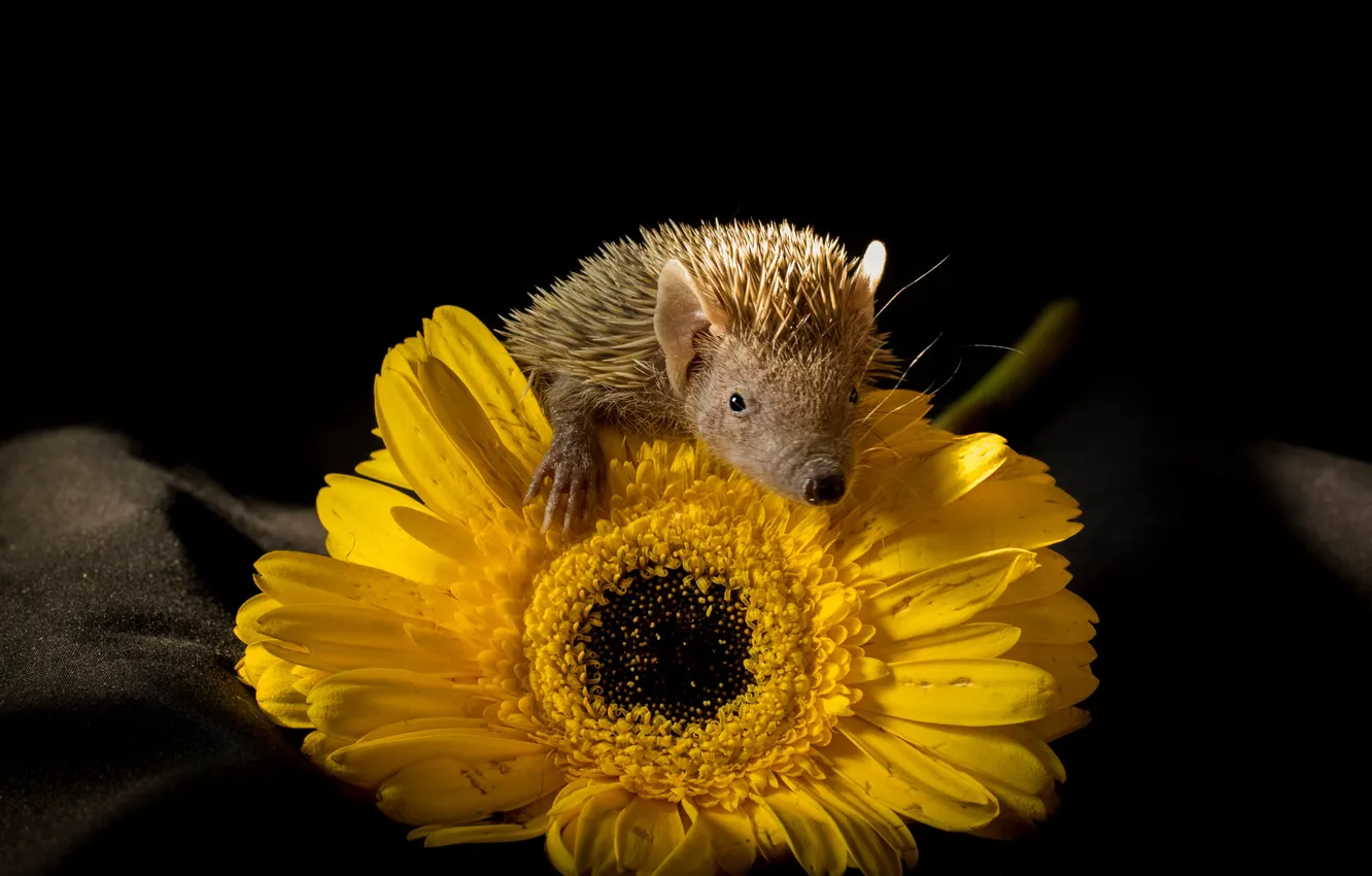 Photo wallpaper look, light, flowers, yellow, pose, black background, gerbera, hedgehog