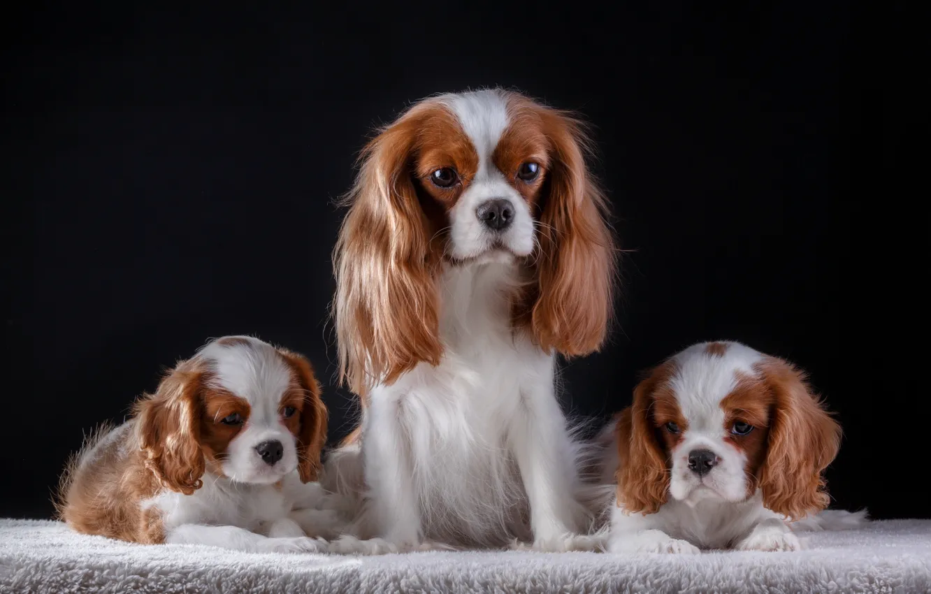 Photo wallpaper family, puppies, the cavalier king Charles Spaniel