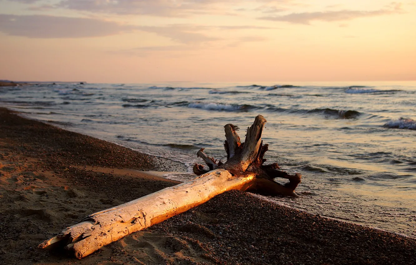 Photo wallpaper water, shore, Root