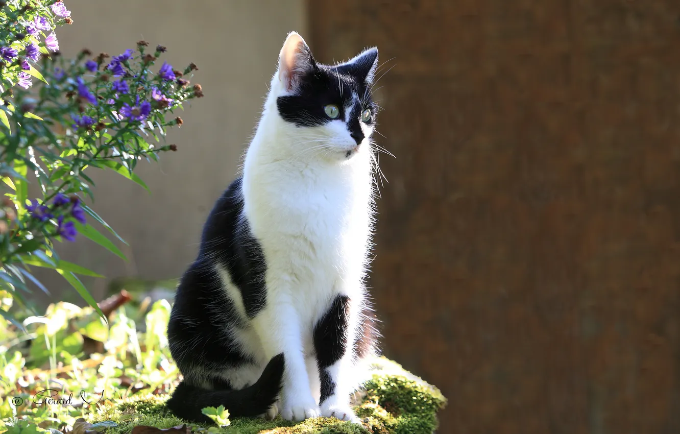 Photo wallpaper cat, summer, cat, flowers