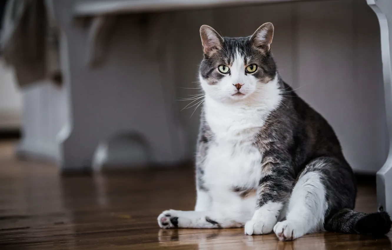 Photo wallpaper cat, cat, look, face, pose, furniture, sitting, the room