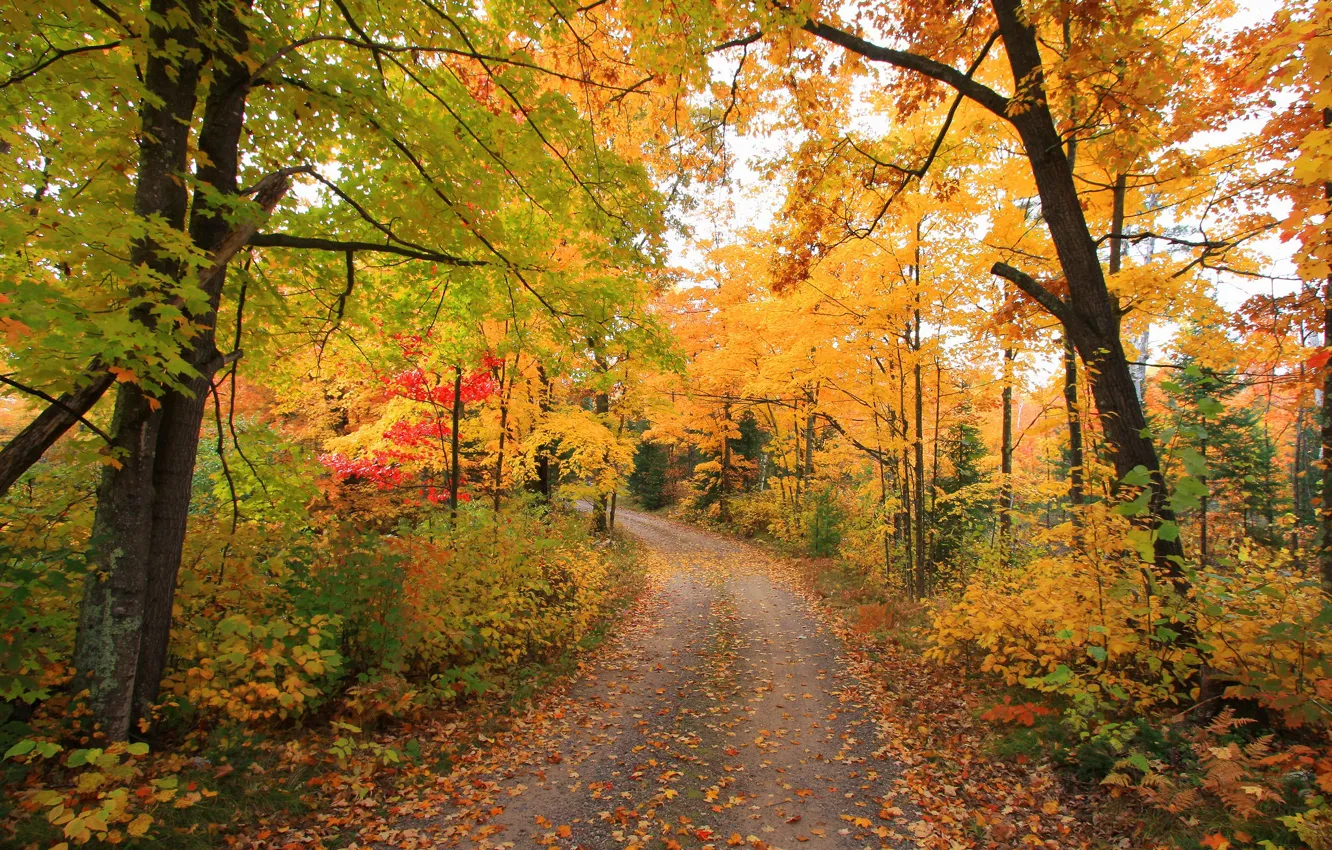 Photo wallpaper road, autumn, forest, photo