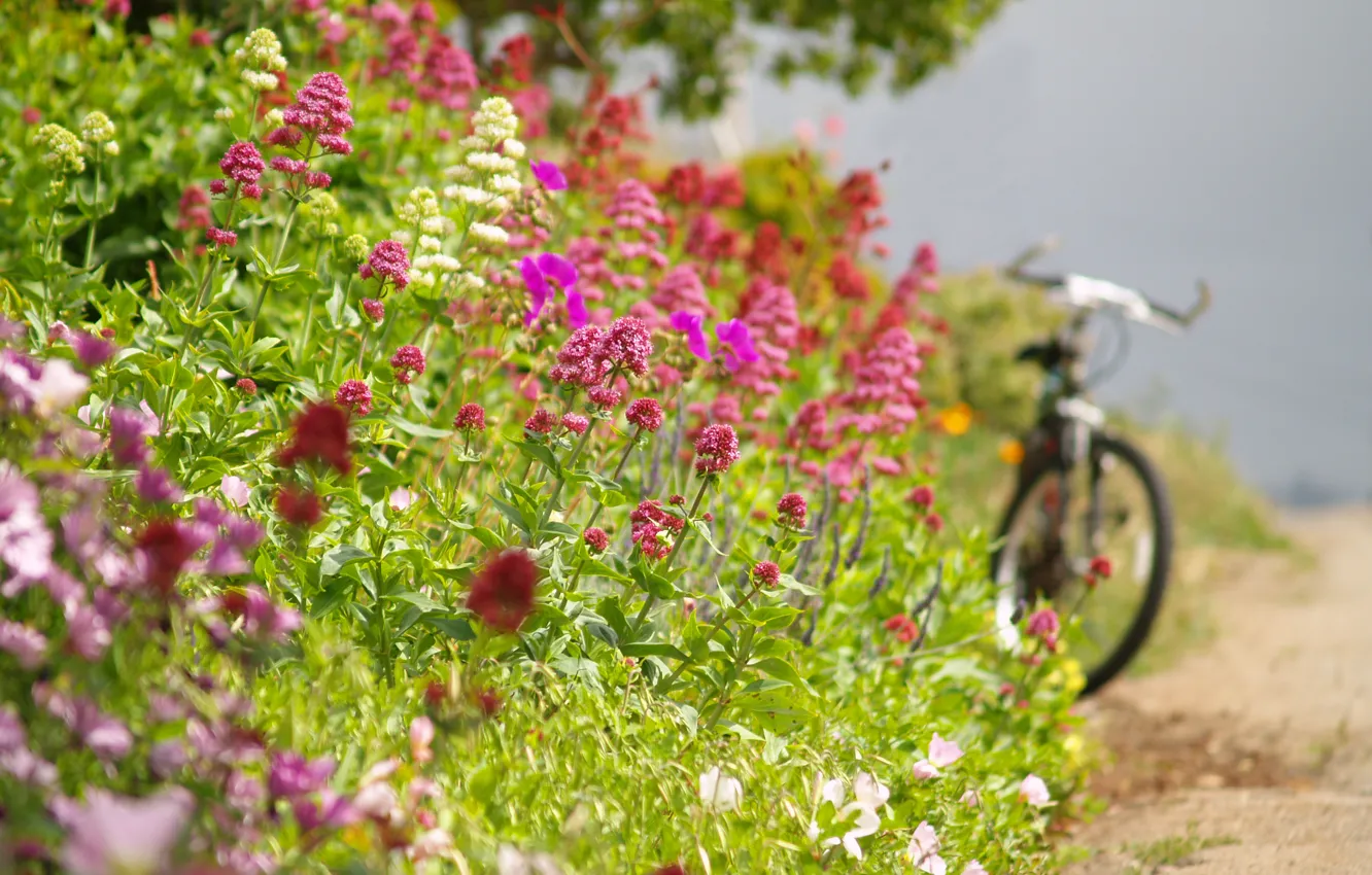 Photo wallpaper road, summer, flowers, bike, roadside