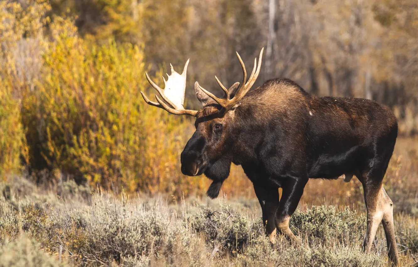 Photo wallpaper autumn, forest, look, light, nature, walk, the bushes, moose