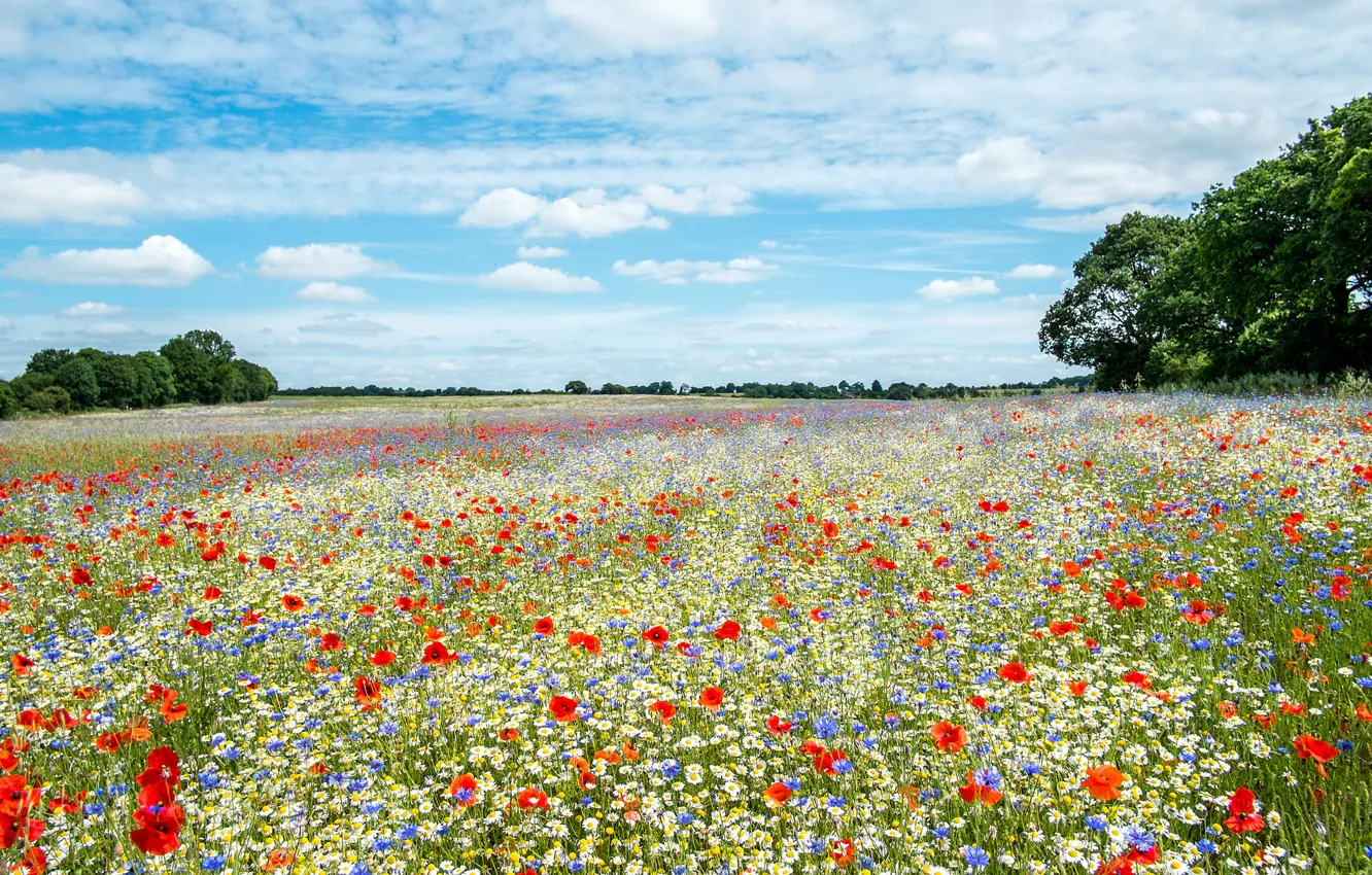 Photo wallpaper summer, flowers, meadow, expanse