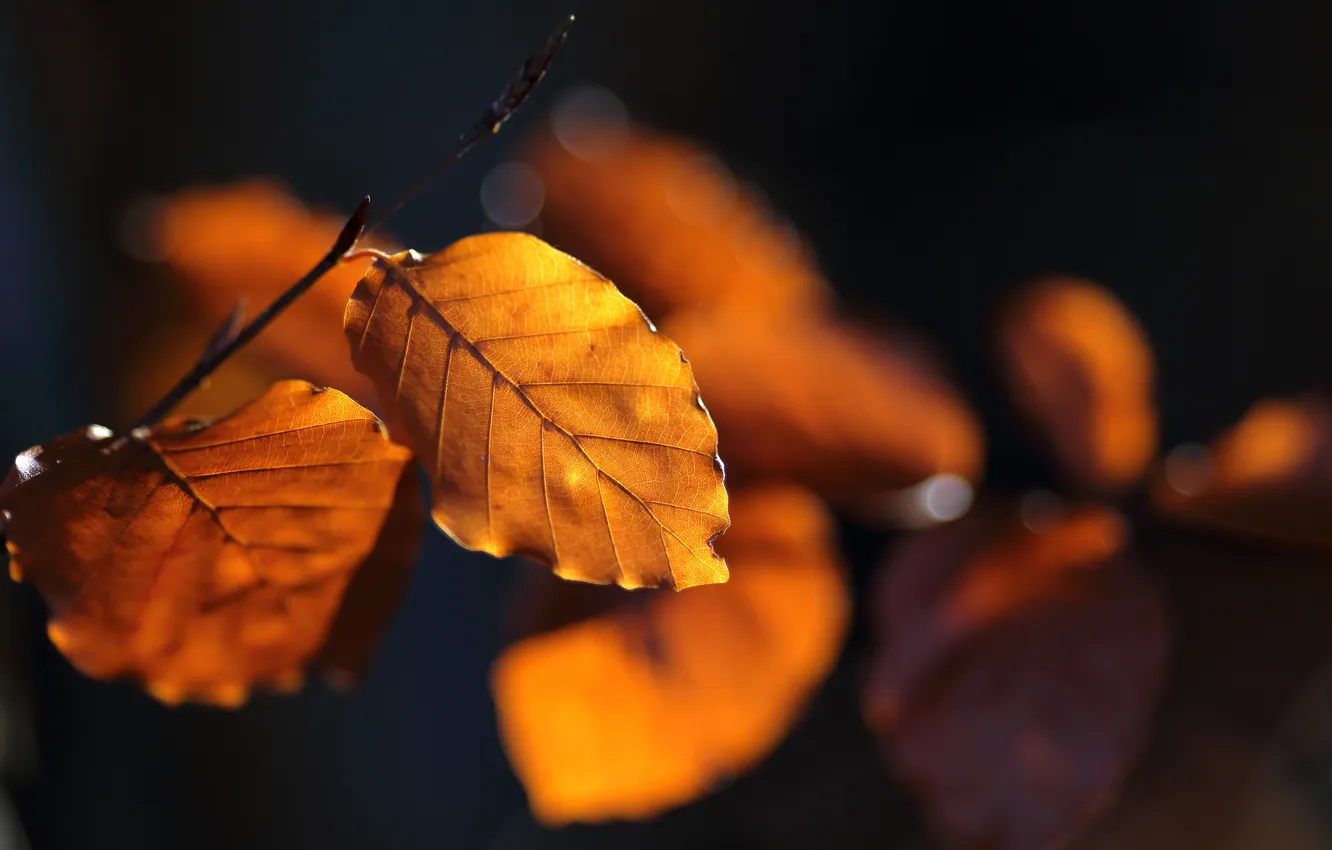 Photo wallpaper autumn, leaves, macro, branches