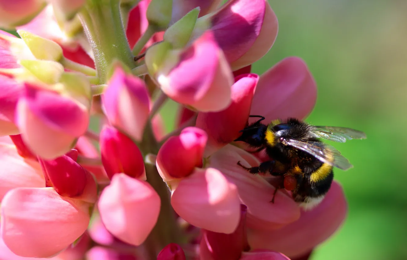 Photo wallpaper macro, light, flowers, pink, bumblebee, bokeh, lupins