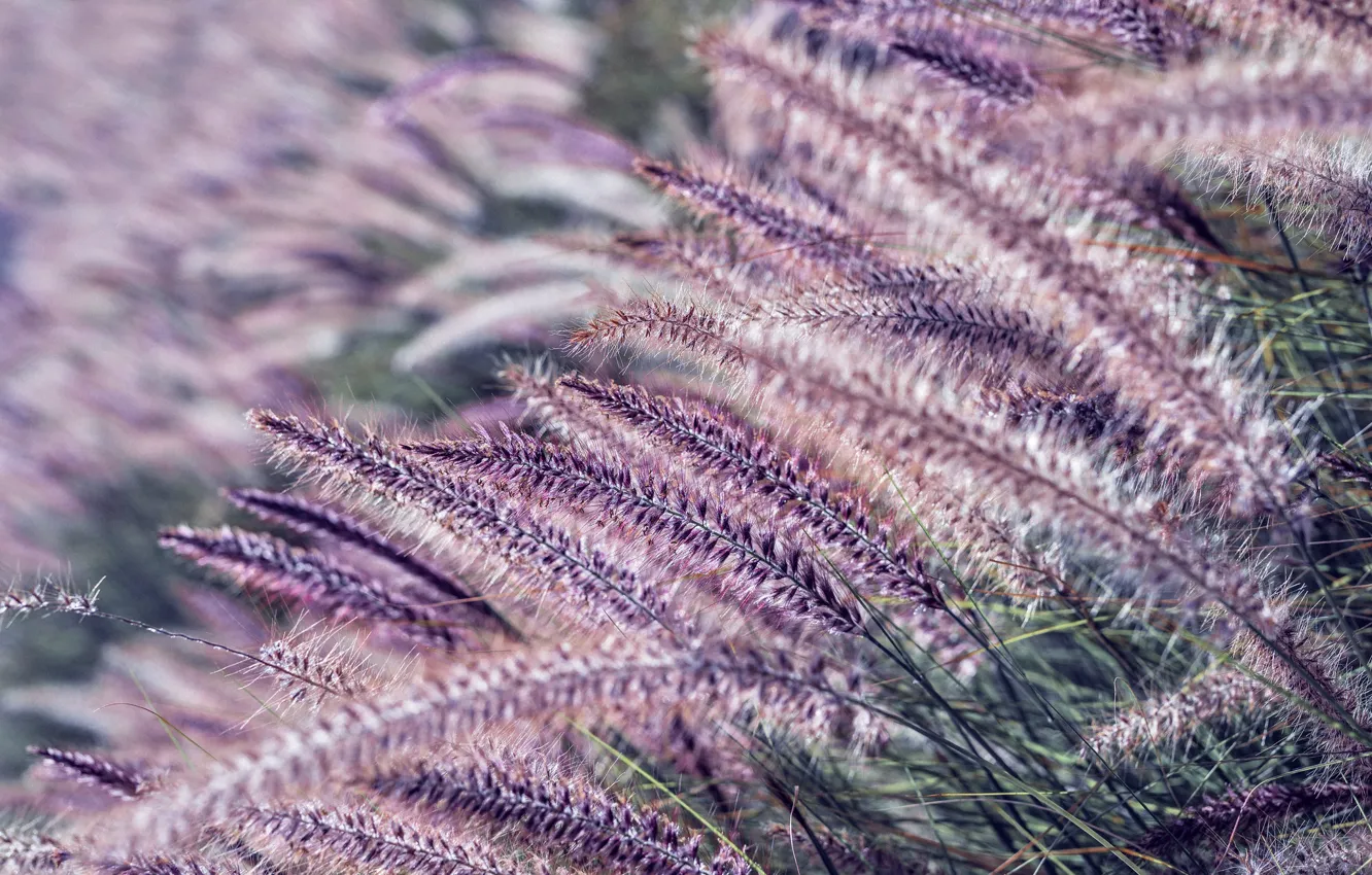Photo wallpaper macro, fluffy, lilac