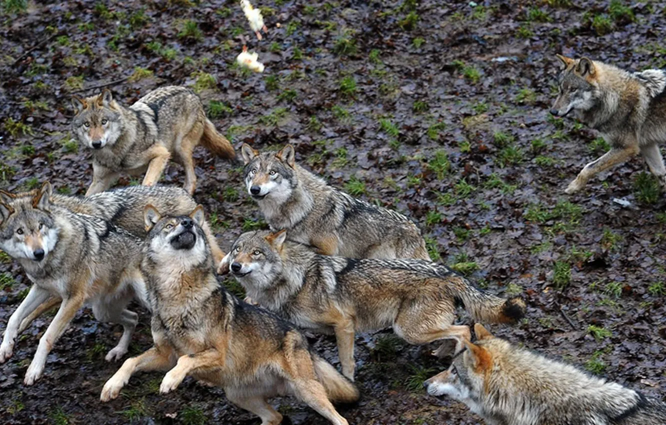 Photo wallpaper Predator, nature, animal, wolf, wildlife, portrait, portrait., Canis lupus. face