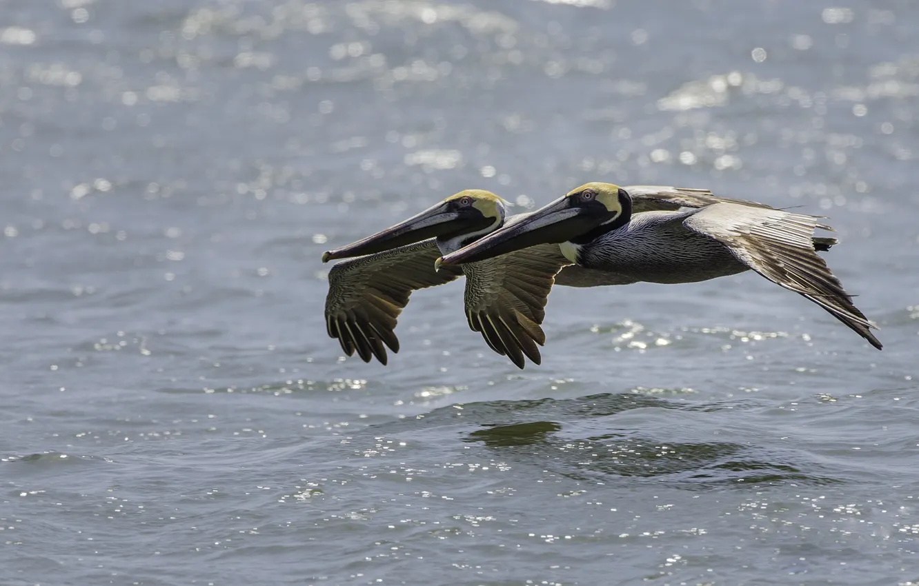 Photo wallpaper water, birds, pair, flight, pelicans, American brown Pelican