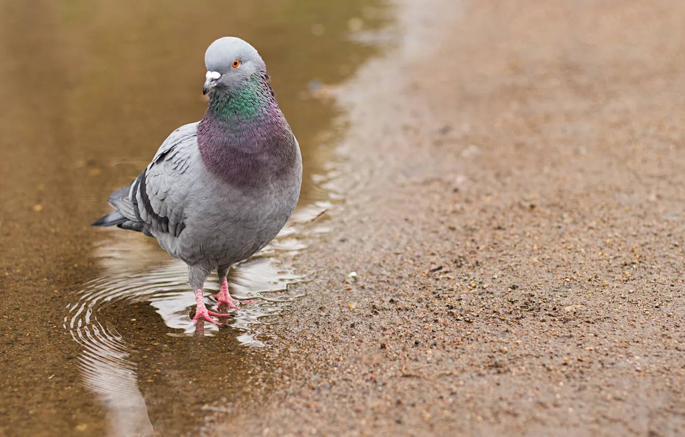 Photo wallpaper water, nature, pigeons, bird