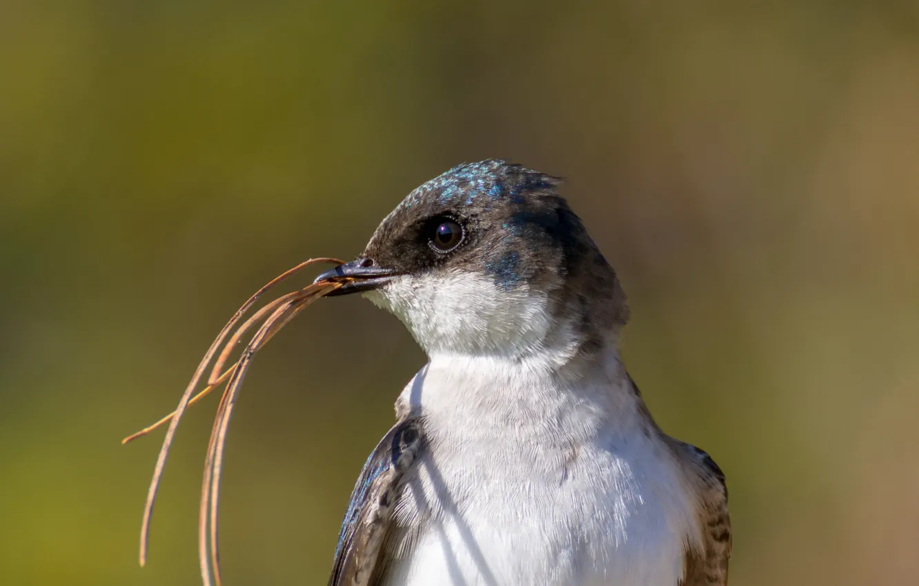 Photo wallpaper look, light, background, bird, portrait, swallow, Needles