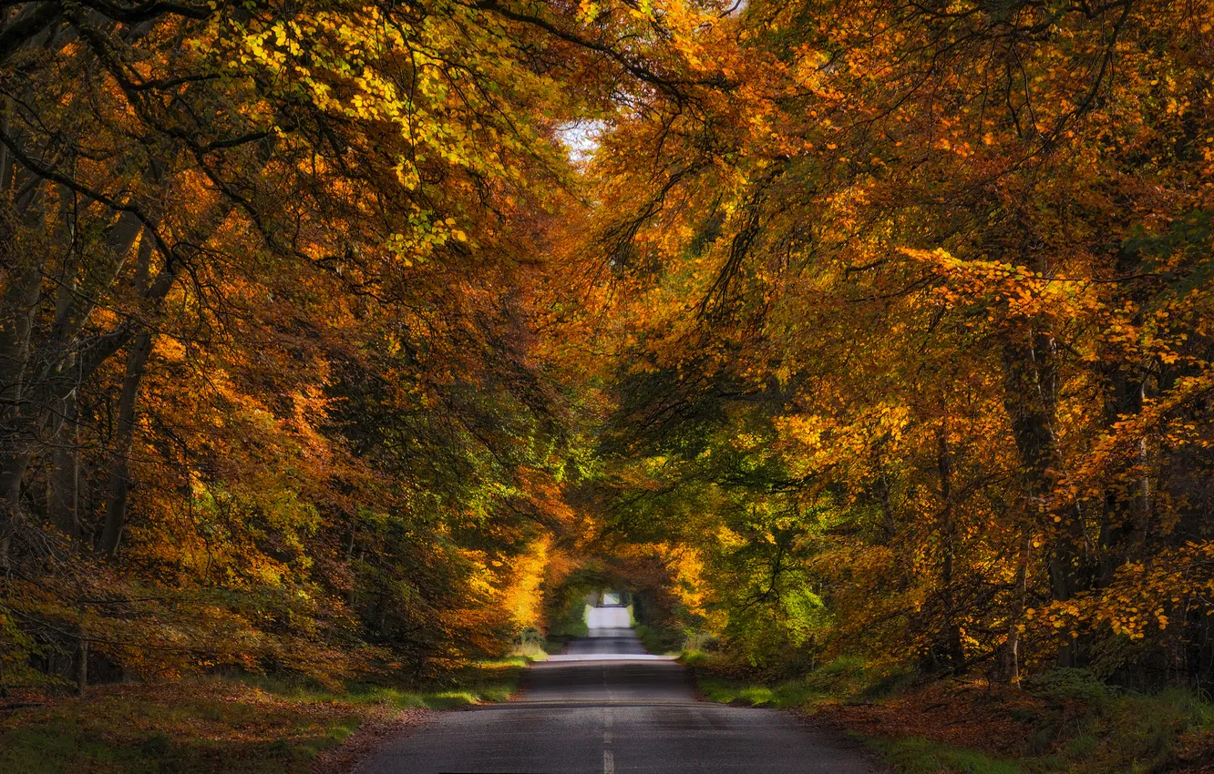 Photo wallpaper road, autumn, forest, trees, alley, Scotland