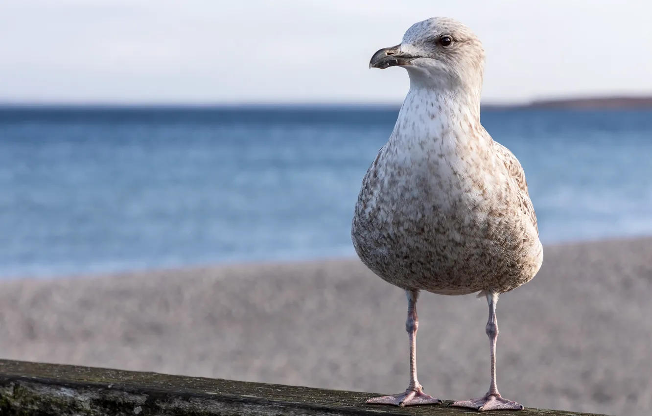 Photo wallpaper nature, bird, Herring gull