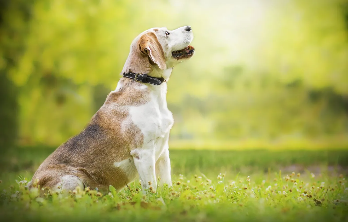 Photo wallpaper summer, nature, dog, Beagle