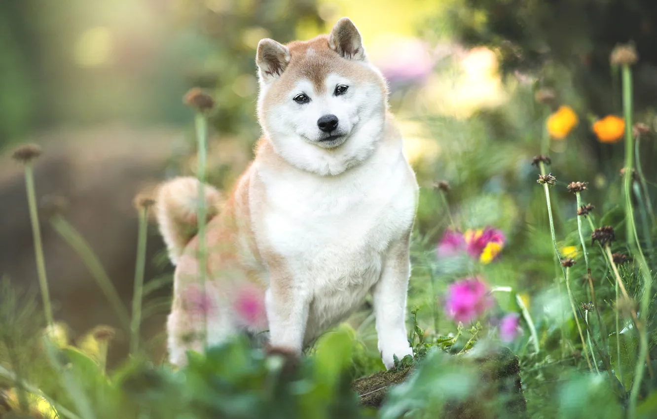 Photo wallpaper summer, grass, look, flowers, nature, pose, dog, puppy