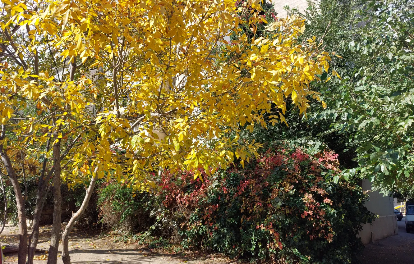 Photo wallpaper Autumn, Trees, Leaves, Autumn, Trees, Leaves