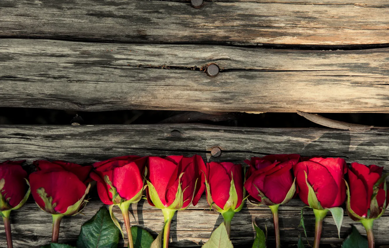 Photo wallpaper flowers, red, roses, bouquet, red, buds, flowers, romantic